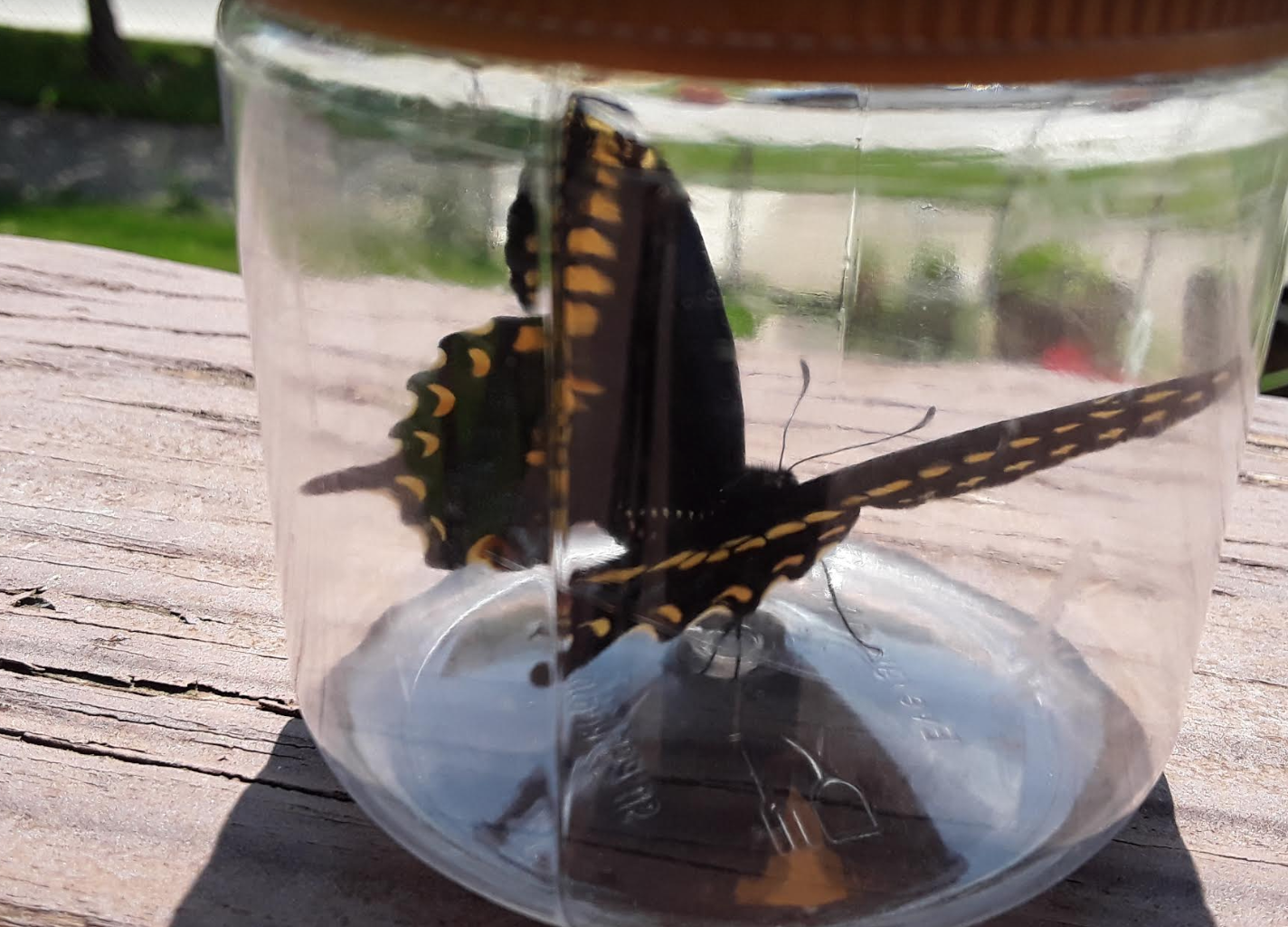 A black and yellow butterfly