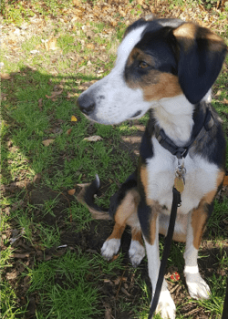 A dog looking sideways